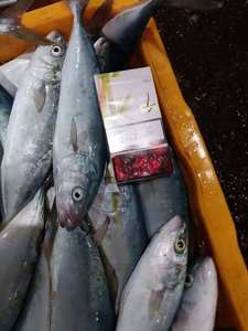 Kore Menşeli Hamachi Balığı 200-300g Küçük Boy Seriola Quinqueradiata Dondurulmuş Sarıkuyruk Balığı - Product Image 3