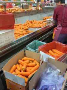 <span class=keywords><strong>Semi</strong></span> di <span class=keywords><strong>Carote</strong></span> Fresche di Qualità Premium <span class=keywords><strong>per</strong></span> la Vendita all'Ingrosso, <span class=keywords><strong>per</strong></span> la Cucina e il Vostro Orto - Product Image 4