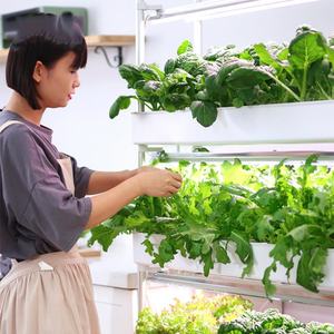 Sistema Hidropónico Vertical Completo para Cultivo de Vegetales, Productos Automáticos para Jardín y Hogar, Suministros de Riego Hidropónico - Product Image 4