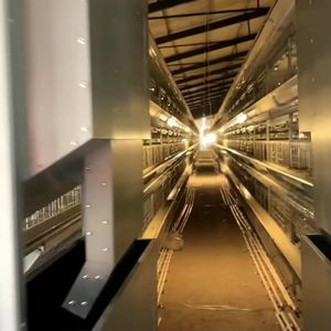 Fornitura Diretta dalla Fabbrica: Gabbie a Batteria per Galline Ovaiole al Miglior Prezzo, Pollaio Zincato con 5 Anni di Garanzia - Product Image 2