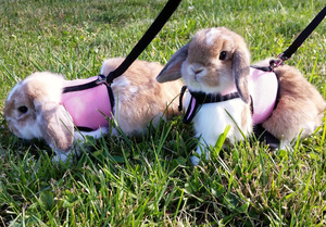 Coleira XL para Porquinho-da-Índia e Coelho, Colete Especial com Alça para Peito e Costas, Padrão Xadrez, Arnês para Gato com Luzes - Product Image 5