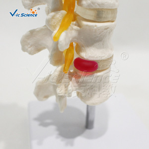 Modèle à quatre vertèbres ; modèle d'anatomie squelettique humaine - Product Image 4