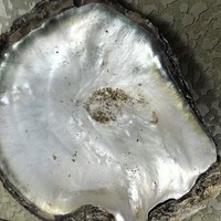 Cabochon en nacre noire naturelle calibrée à dos plat, facettée, taille poire, motif damier, pierres précieuses en vrac, IRIDESCENCE