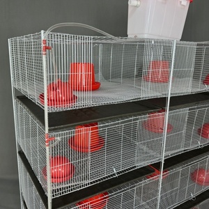 Cage à poulets <span class=keywords><strong>en</strong></span> acier galvanisé isolé hautement résistant à la rouille pour l'élevage <span class=keywords><strong>de</strong></span> cailles et <span class=keywords><strong>de</strong></span> cochons d'Inde, nouvelle garantie d'un an - Product Image 2