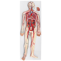 Simulador 3D de Circulación, Modelo de Sistema Circulatorio Humano para Enseñanza de Anatomía Médica