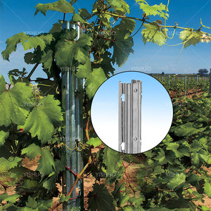 Poteau de treillis de vignoble en acier galvanisé avec poteau d'extrémité pour vignoble - Product Image 5
