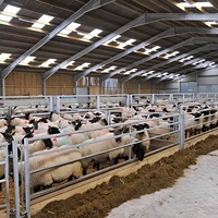Structure en acier préfabriquée anti-corrosion robuste pour abri à moutons |   Grange à ossature métallique pour l'élevage de moutons à grande échelle