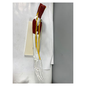 โมเดลกายวิภาคของกระดูกมนุษย์<span class=keywords><strong>กล้าม</strong></span><span class=keywords><strong>เนื้อ</strong></span>เอ็น<span class=keywords><strong>มือ</strong></span>ร่วมโมเดล - Product Image 5