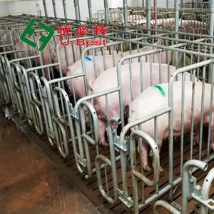 Hot Sale Abferkel kisten Abferkel kisten Schweine farm ausrüstung für Abferkels tift