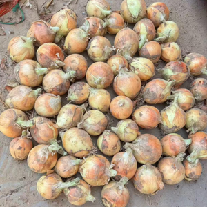 Oferta Especial: Cebolla Roja Fresca, Cebolla Amarilla, Cebolla Blanca, Bawang Merah, Bawang <span class=keywords><strong>Bombay</strong></span>, Venta al por Mayor, Exportación <span class=keywords><strong>de</strong></span> China con Calidad Premium - Product Image 3