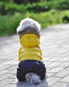 Jxanry Herfst En Winter Viervoetige Huisdierenkleding Verdikte Hondendonsjas Met Capuchon Groothandel Huisdierkleding - Product Image 4