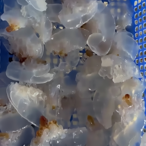 Medusas saladas al por mayor, marisco vietnamita fresco y delicioso, listo para comer para sus deliciosos platos - Product Image 1