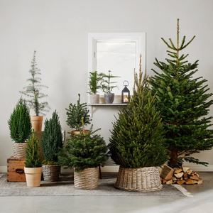 Treepaw Tùy Chỉnh Nhân Tạo Cây Giáng Sinh Thông Bàn Cơ Sở Nhựa Giả Trong Nhà Ngoài Trời Trang Trí Nội Thất Cho Giáng Sinh - Product Image 1