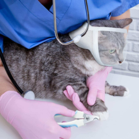 En gros, Masque facial en tissu transparent à grandes bandes pour chat, cache-bouche, masque pour les yeux, anti-morsure, anti-léchage, respirant, couvre-tête