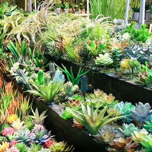 Cây Xương Rồng Nhỏ Trang Trí Bán Buôn Cây Xương Rồng Nhỏ Cây Trồng Nhân Tạo Trong Nhà Sắp Xếp Treo Ngoài Trời Cây Mọng Nước Để Bán - Product Image 1