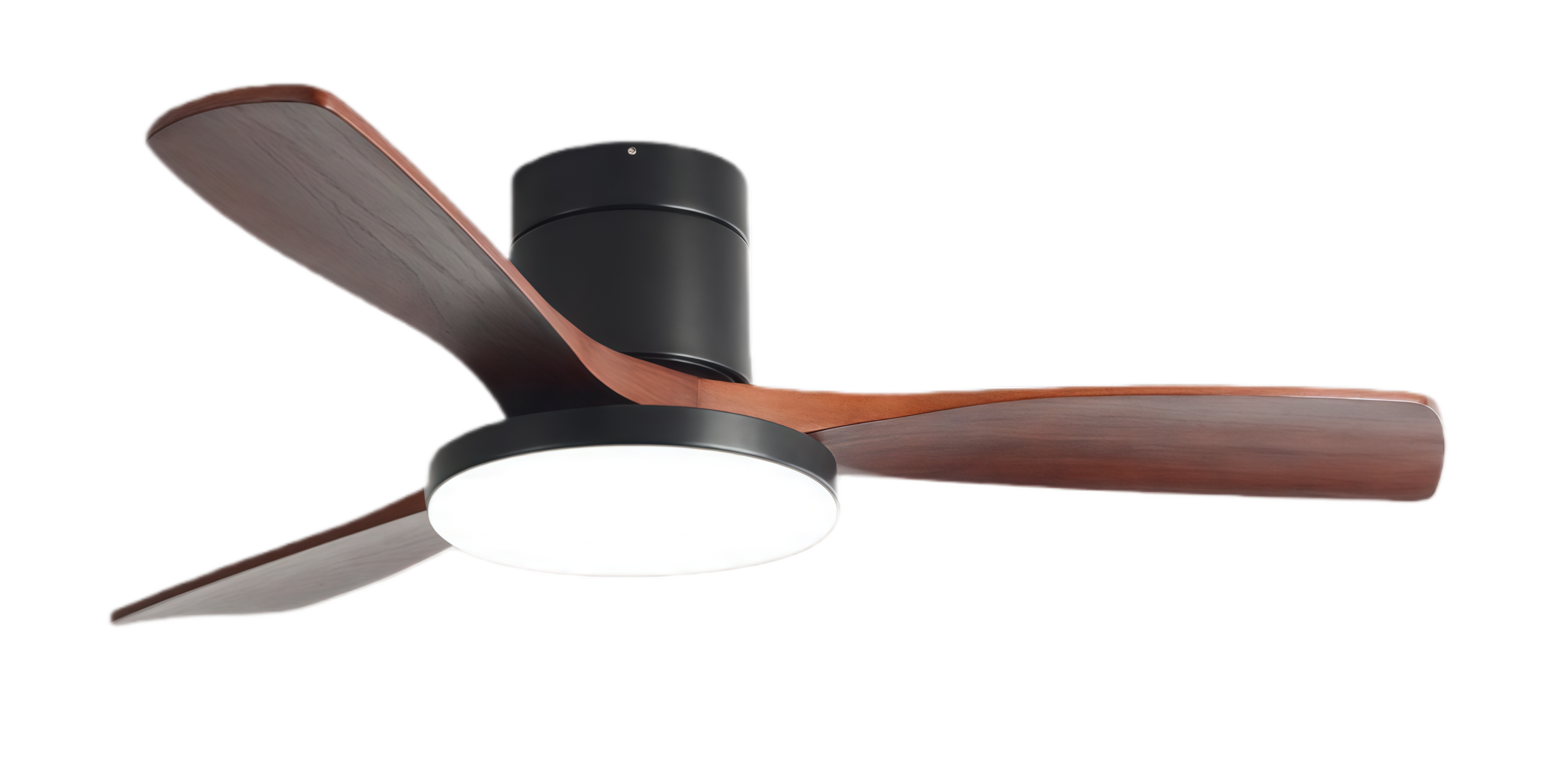 วอลนัทดำ