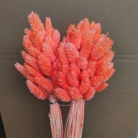 Fleurs séchées du fabricant : Queue de lapin rose corail (Lagurus), style pampa, touffe moelleuse, pour décoration intérieure, réutilisable