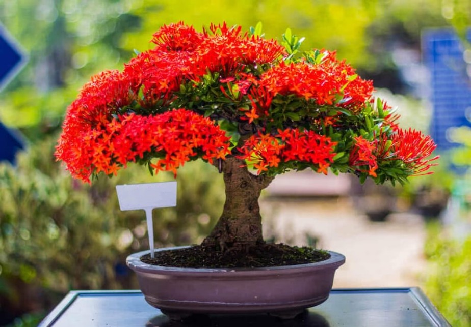 bonsai masterclass ENG: Bonsai Master Class: Lessons and Tips from a Japanese Master For –  Kiriko Made main image 0
