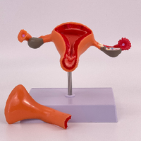 Modèle anatomique féminin grandeur nature pour l'enseignement, modèle anatomique utérin féminin avec système reproducteur féminin CE/ISO