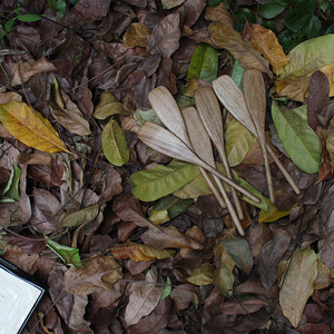 Sunshine Hemu Wooden Spatula Acacia Wood Long Handle Nonstick For Stir Frying Salad Mixing - Product Image 1