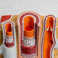 Modelo de Anatomía Vascular de Arteria y Vena, Material PVC, Simulador de Estructura de Vasos Ampliados para Entrenamiento Cardio-Cerebrovascular, CE\ISO