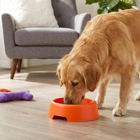 Lot de 60 bols en plastique réutilisables pour animaux de compagnie, motif patte de chat, pour nourriture et eau, fournitures pour fête d'anniversaire de chiot, chien, chat