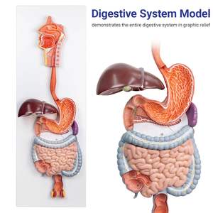 Modèle d'Anatomie Médicale des Organes Comprend le Système Digestif, le Système Nerveux, le Système Lymphatique, le Système Circulatoire en Plastique - Product Image 3