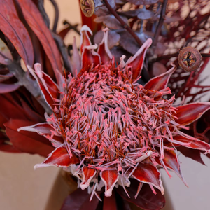 AYOYO OEM Flores Naturales Preservadas de Larga Duración, Protea Gigante Preservada, Flores de Protea, <span class=keywords><strong>Rey</strong></span> de las Flores - Product Image 1