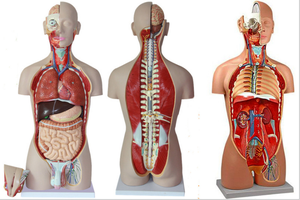 Modèle anatomique d'éducation médicale, modèle de torse humain en plastique, modèle de sexe double - Product Image 4