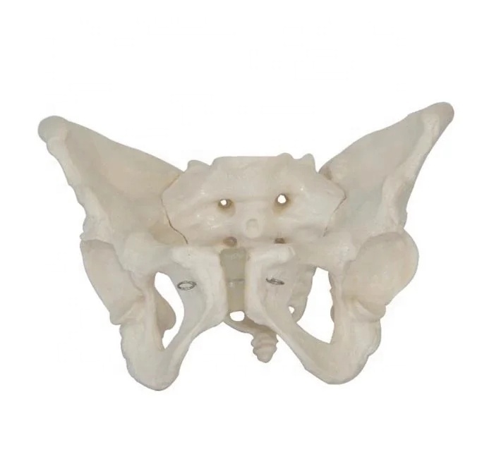 New Educational Equipment Life Size Plastic