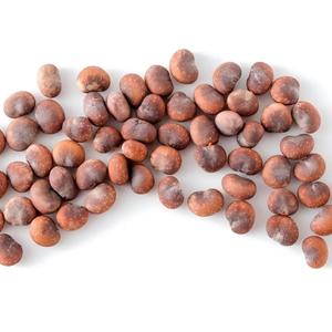 Semillas de Baobab Africanas Crudas de Primera Calidad, Grado Alimenticio, Lake Farms, 24 Meses de Vida Útil para Plantación y Suministro Alimentario - Product Image 1