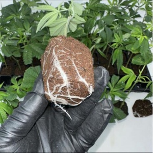 Esponjas de Coco para Cultivo, Inoculación y Clonación, para Invernaderos Agrícolas, 50 Unidades con Bandeja - Product Image 5