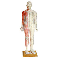 Modelo de Acupuntura Anatómica Humana Deren DRA 85cm, Simulador Masculino de PVC, China