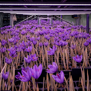 High Density Soilless Cultivation Precision HVAC Indoor Vertical Moveable Greenhouse Saffron Growing Container - Product Image 6