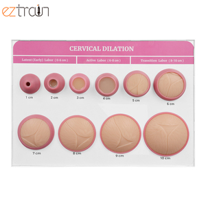 Modelos de PVC para Enseñanza de Partería, Dilatación Cervical <span class=keywords><strong>y</strong></span> Examen Ginecológico, para Uso en Laboratorio - Product Image 6