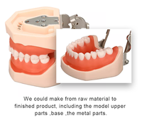 Modèle d'enseignement dentaire avancé pour la pratique de la dentisterie orale, implants dentaires amovibles, 28 dents avec gencives souples en résine CE/ISO