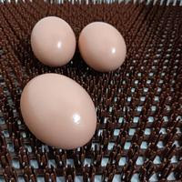 Tapis de sol pour élevage avicole, tapis de ponte pour poules, nichoirs pour poulets, tapis de ponte pour poulets, tapis de cage pour volailles
