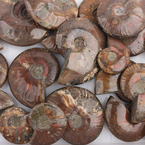 Fósiles de Amonites Naturales, Conchas de Cristal, Piedras de Colores Arcoíris Talladas con Técnica Pulida, Diseñadas para la Categoría de Productos Antiguos - Product Image 5