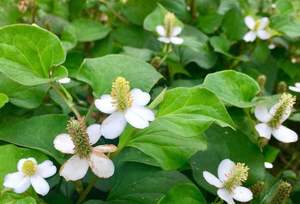 दिल की पत्ती हेक्टटुयनिया हर्ब होटटुयनिया कॉर्डेटा हर्बा निकालने पाउडर - Product Image 3