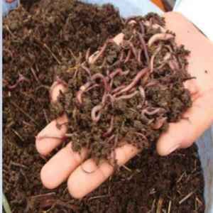 Compost vermique naturel biologique, engrais bio premium riche en nutriments essentiels pour les cultures, les légumes, les fruits, les fleurs, les herbes - Product Image 1