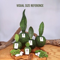 Sansevieria haynii Kit Kokedama gaya negara emas dengan bola lumut untuk lantai menggunakan tanaman dalam ruangan dan taman dalam pot bunga cantik