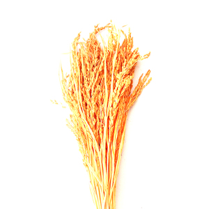 ดอกไม้แห้งสำหรับตกแต่งพืชเมืองร้อน Oryza sativa ข้าวเปลือกแห้ง - Product Image 5
