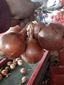 Verse Premium Kwaliteit Nieuwe Oogst Gele Uien 8-11cm Mesh Zak Niet-Geschild Vacuümverpakking Groothandel - Product Image 5