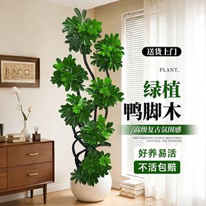 Schefflera Arboricola Indoor Plant <b>Large</b> Size Easy Care For Living Room Office Modern Design Greenery Decor - Product Image 1