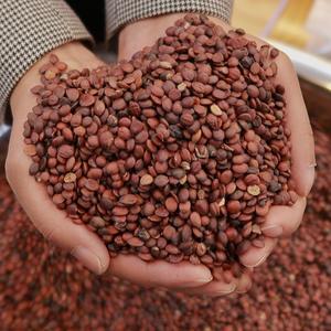 مستخلص نبات العناب (الززيفون) |   جوجوبوسيدات بنسبة 2% إلى 10% |   سبينوسين |   دعم طبيعي للنوم والهدوء |   بذور التمر الحامض بالجملة قابلة للتخصيص - Product Image 4