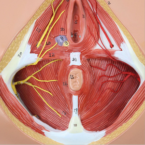 Modelo de vulva femenina, órganos genitales femeninos de plástico, simulador ginecológico de ciencia médica, modelo de Anatomía Humana - Product Image 2