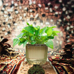 <span class=keywords><strong>Jardinière</strong></span> innovante à <span class=keywords><strong>action</strong></span> capillaire pour une humidité constante, idéale pour la décoration de bureau - Product Image 2