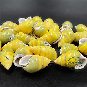 天然巻き貝の殻黄色のカタツムリの殻タンク風景コレクション標本右カタツムリヤドカリの家の交換用殻 - Product Image 2