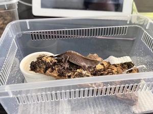 Caja <span class=keywords><strong>de</strong></span> alimentación <span class=keywords><strong>de</strong></span> reptiles ecológica <span class=keywords><strong>de</strong></span> plástico <span class=keywords><strong>de</strong></span> <span class=keywords><strong>segunda</strong></span> generación Diseño antiescape Capacidad <span class=keywords><strong>de</strong></span> 5kg para razas pequeñas-Shougong Ciliary - Product Image 2