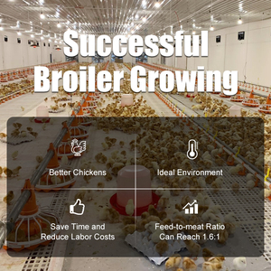 Gia cầm tự động chăn nuôi thiết bị xúc xích cho ăn hệ thống uống cho Gà Thịt - Product Image 5